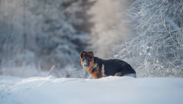 Junger Süßer Schäferhund Rüde Schnee Winter — Stockfoto