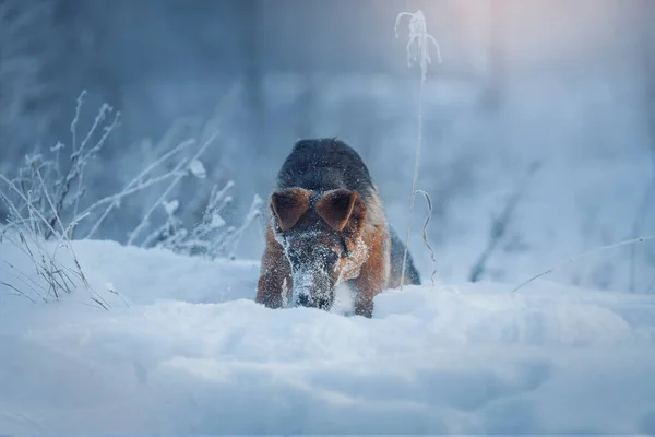 Młody Słodkie Niemiecki Pasterz Mężczyzna Pies Portret Śniegu Zimie — Zdjęcie stockowe