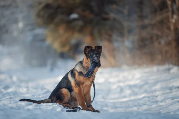 若いですかわいいですドイツの羊飼い男性犬肖像画に雪で冬 — ストック写真