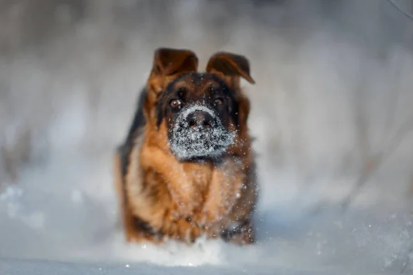 若いですかわいいですドイツの羊飼い男性犬肖像画に雪で冬 — ストック写真