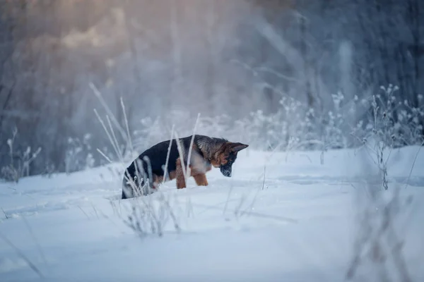 Mladý Roztomilý Německý Ovčák Pes Portrét Sněhu Zimě — Stock fotografie
