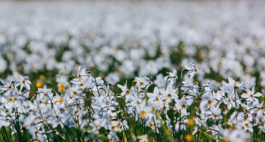 Nergis Vadisi, Transcarpathia, Ukrayna