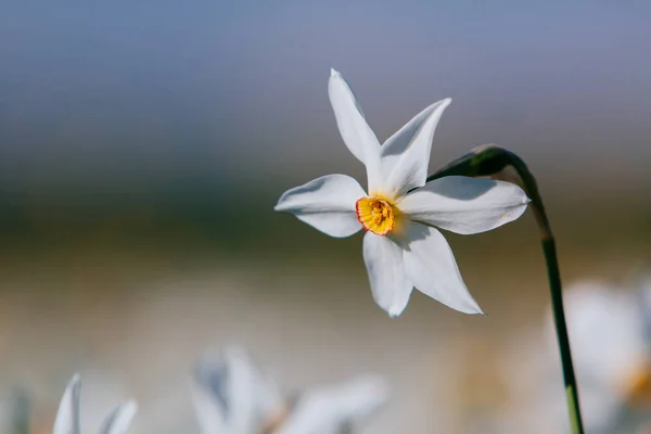 Valle di Narciso, Transcarpazia, Ucraina — Foto Stock