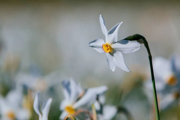 Valle di Narciso, Transcarpazia, Ucraina — Foto Stock