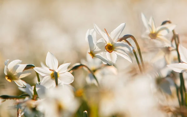 Valle di Narciso, Transcarpazia, Ucraina — Foto Stock