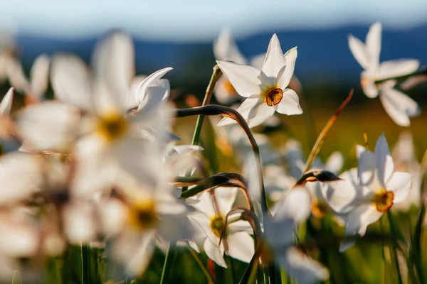 Valle di Narciso, Transcarpazia, Ucraina — Foto Stock