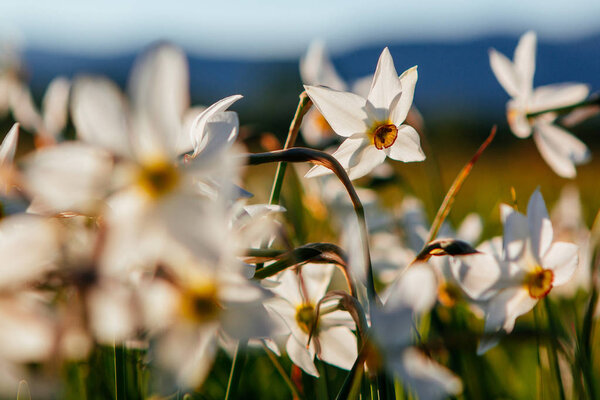 Valley of Narcissus, Transcarpathia, Ukraine
