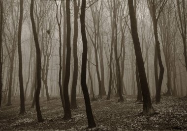 Sisin içinde mistik orman