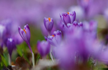 Transcarpathia, Ukrayna ormanda bitkisi çiçeği çiçek