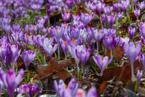 Crocus Bloemen Bloeien Het Bos Transcarpathia Oekraïne — Stockfoto