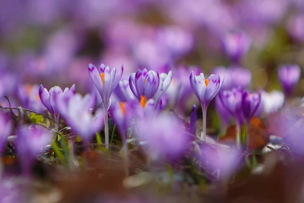 Crocus Květiny Kvetou Lese Provincii Zakarpatsko Ukrajina — Stock fotografie