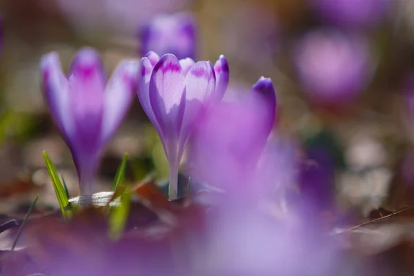 Kwitną Kwiaty Krokusy Crocus Heuffelianus Lesie Prowincji Transcarpathia Ukraina — Zdjęcie stockowe