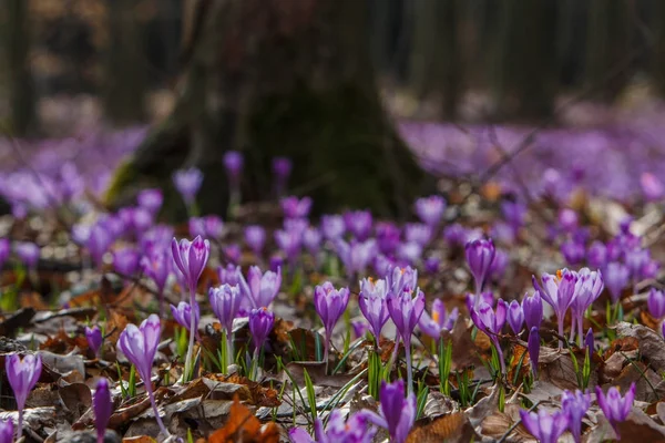 Květiny Kvetou Krokusy Crocus Heuffelianus Lese Provincii Zakarpatsko Ukrajina — Stock fotografie
