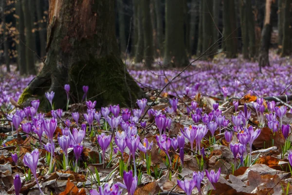 Fiori Croco Fioriscono Nella Foresta Transcarpathia Ucraina — Foto Stock