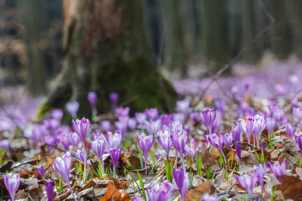 Květiny Kvetou Krokusy Crocus Heuffelianus Lese Provincii Zakarpatsko Ukrajina — Stock fotografie