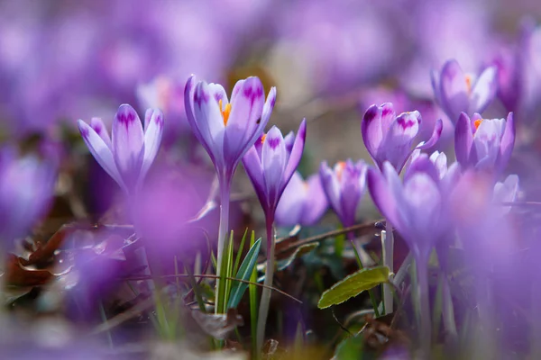 Crocus Květiny Kvetou Lese Provincii Zakarpatsko Ukrajina Royalty Free Stock Obrázky