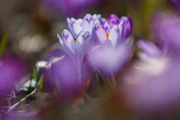 Flores Crocodilos Crocus Heuffelianus Florescem Floresta Transcarpathia Ucrânia Fotos De Bancos De Imagens Sem Royalties