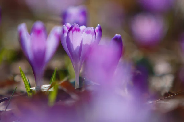 Krokussen Crocus Heuffelianus Bloemen Bloeien Het Bos Transcarpathia Oekraïne Stockfoto