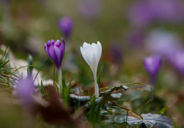 Crocus Virágok Nyílnak Erdőben Kárpátalja Ukrajna Jogdíjmentes Stock Képek
