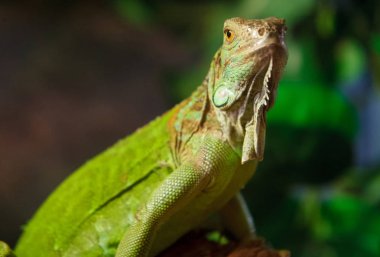Terrariu iguanası
