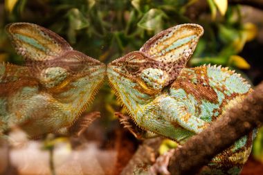 Bukalemun teratiu cam duvar içinde onun yansıması görünüyor