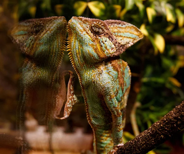 Chameleon Looks His Reflection Glass Wall Teratiu — Stock Photo, Image