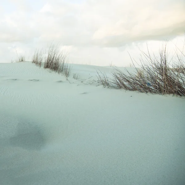 Strand duinen met gras — Gratis stockfoto