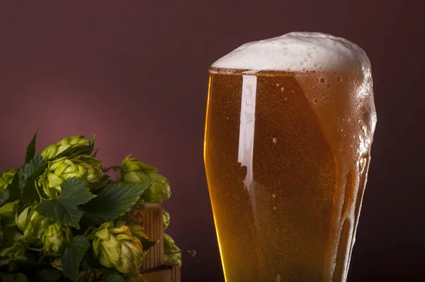 Sklenice čerstvého piva a chmele — Stock fotografie
