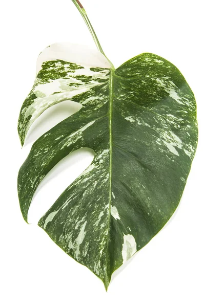Monstera Variegata Leaf Isolated — стоковое фото