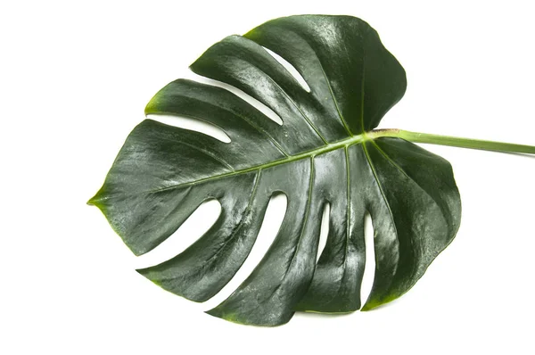 Monstera Grönt Blad Isolerad Stockbild