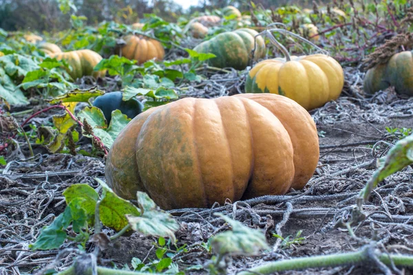 Sütőtök területén egy ország Farm. — Stock Fotó