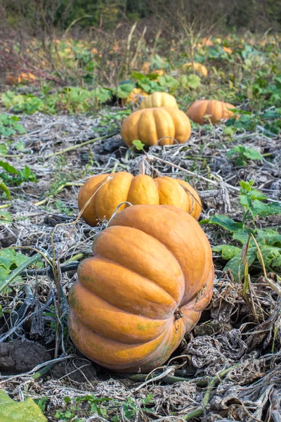 Sütőtök területén egy ország Farm. — Stock Fotó