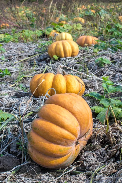 Sütőtök területén egy ország Farm. — Stock Fotó