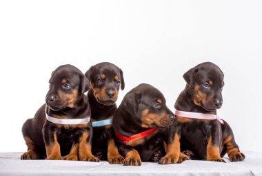 dobermann kukla grubu