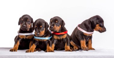 dobermann kukla grubu