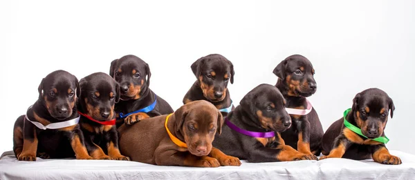 ドーベルマンの子犬のグループ — ストック写真