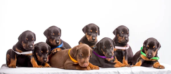 Grupo de cachorros dobermann — Foto de Stock