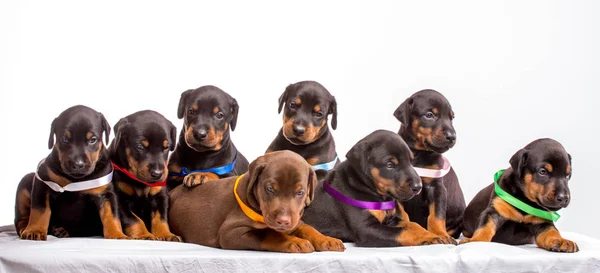Gruppo di cuccioli dobermann — Foto Stock