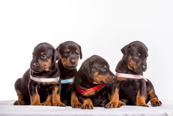 Grupo de cachorros dobermann — Foto de Stock