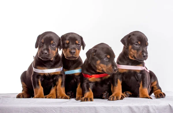 Groep van dobermann pups — Stockfoto