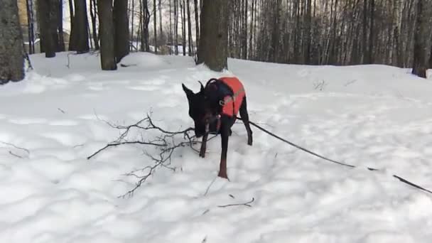 Nagy fekete doberman kutya játék a szabadban téli napon — Stock videók
