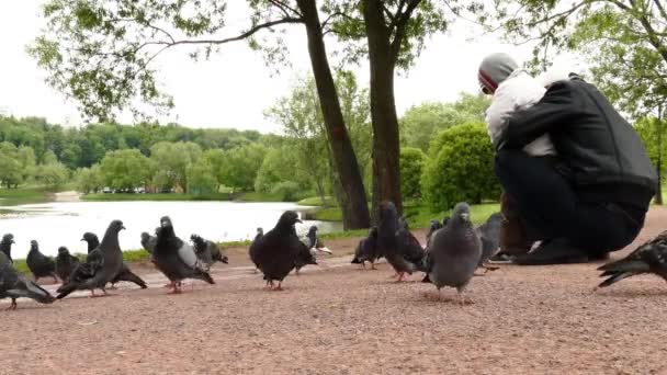 Gołębie spaceru w parku — Wideo stockowe