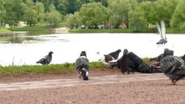 Park'ta yürüyordunuz güvercinler