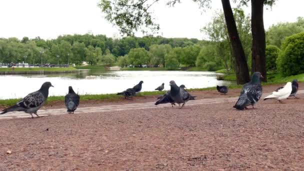 Pigeons walking in park — Stock Video