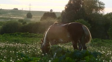 Tay arazide sundown zamanında atlarla