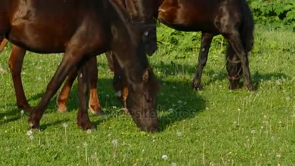Koně s hříbat v pastviny na čas západu slunce