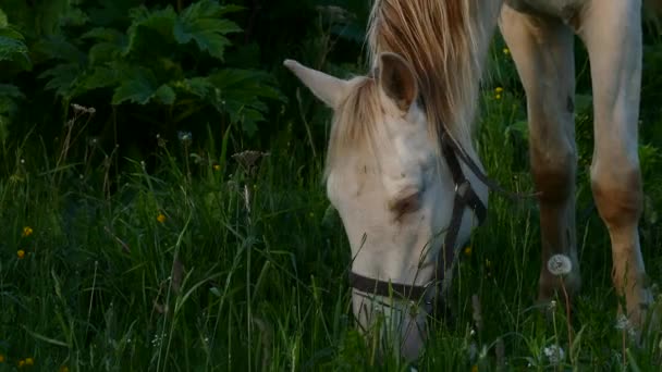 Лошади с жеребцами на пастбище на закате — стоковое видео
