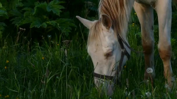 Caballos con potros en el pasto al atardecer — Vídeo de stock