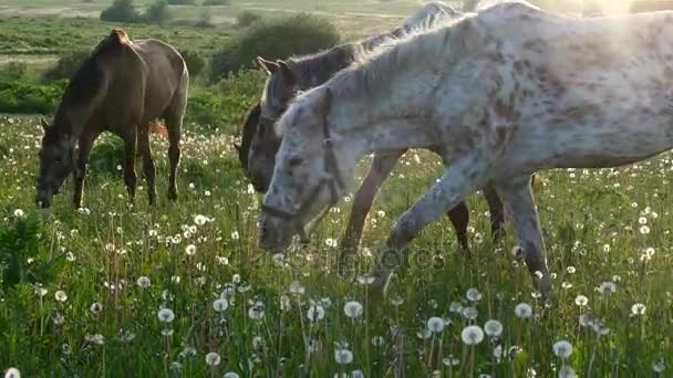 Chevaux avec poulains dans le pâturage au coucher du soleil 