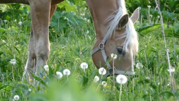 Caballos con potros en el pasto al atardecer — Vídeo de stock